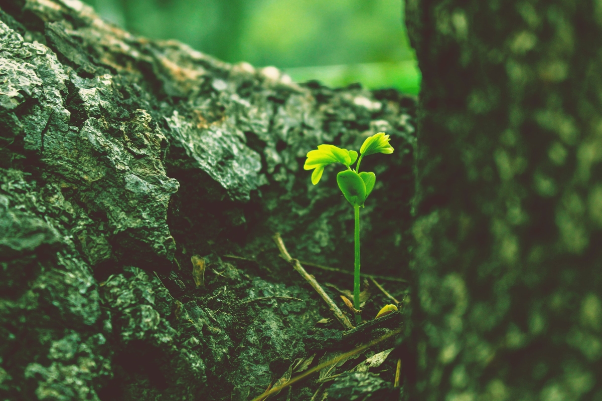 A seedling sprouting from a tree. Credit: https://unsplash.com/@osay_osama